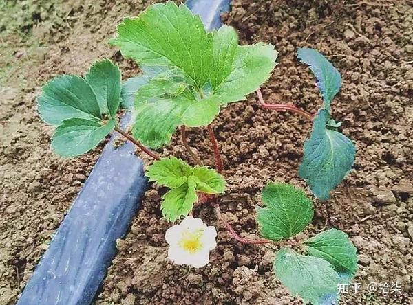 草莓种植致富经_致富户种植草莓视频_草莓种植户 致富
