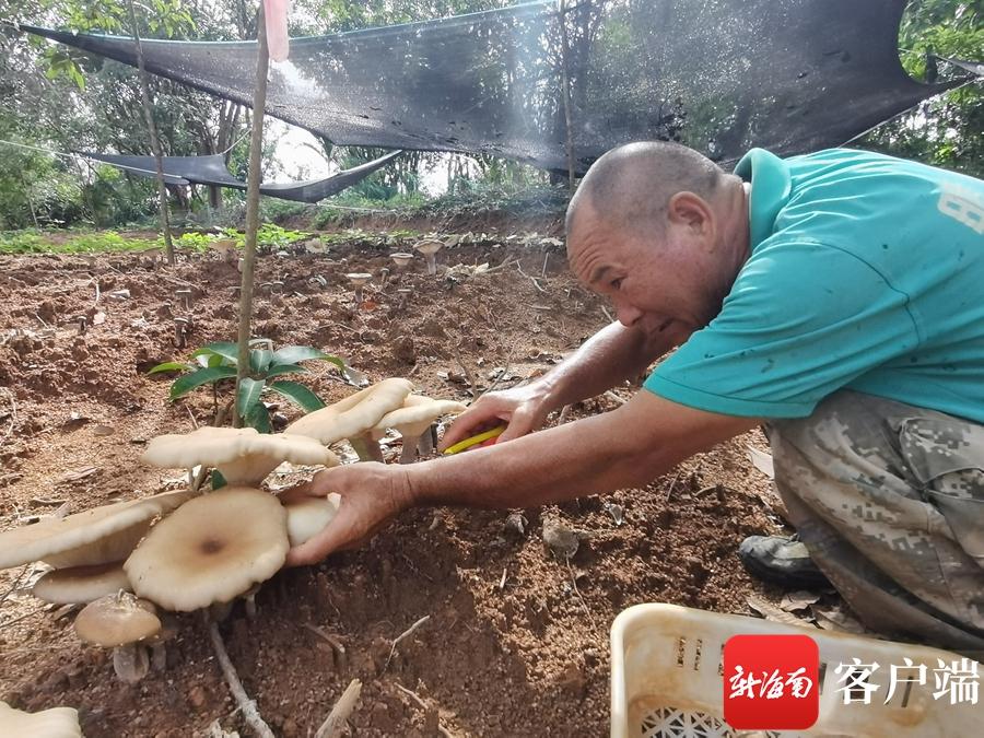 致富经食用菌_致富经药用菌_致富经食用菌种植