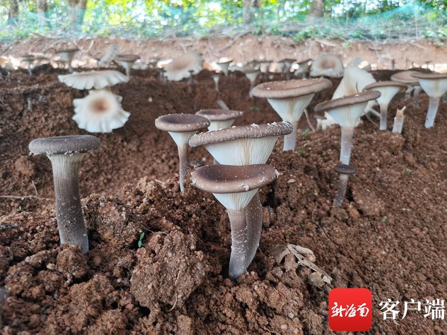 致富经药用菌_致富经食用菌种植_致富经食用菌