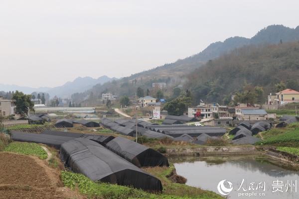 红花岗区巷口镇：羊肚菌铺开致富路