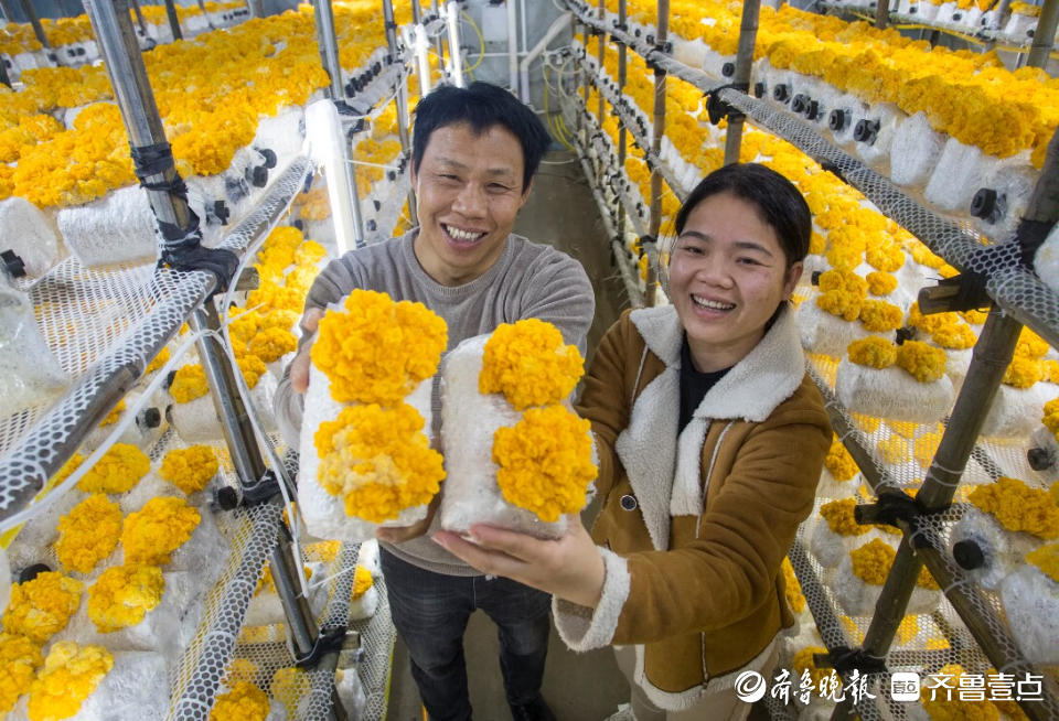 致富经药用菌_致富经食用菌_菌药的作用