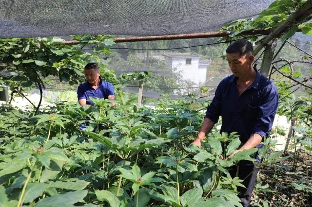 致富药材种植群众经验中的问题_致富药材种植群众经验中的困难_种植中药材群众致富经验