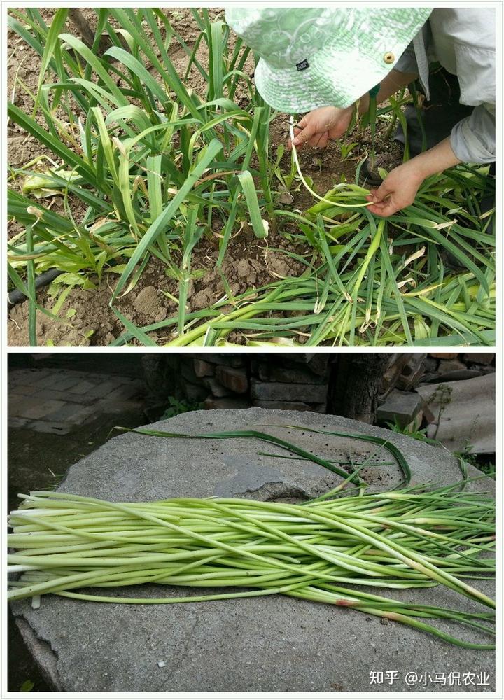 草莓种植户 致富_致富户种植草莓有补贴吗_致富户种植草莓视频