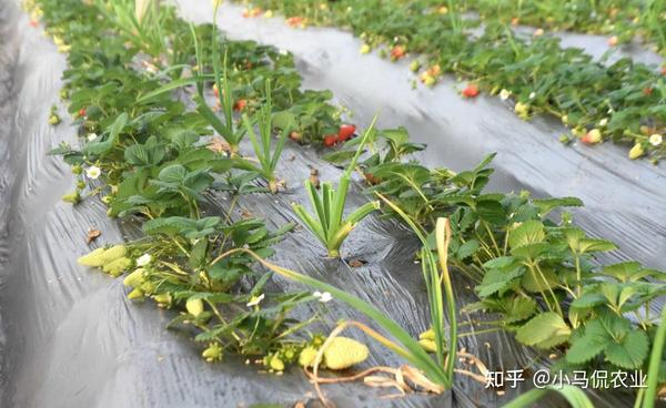 草莓种植户 致富_致富户种植草莓有补贴吗_致富户种植草莓视频