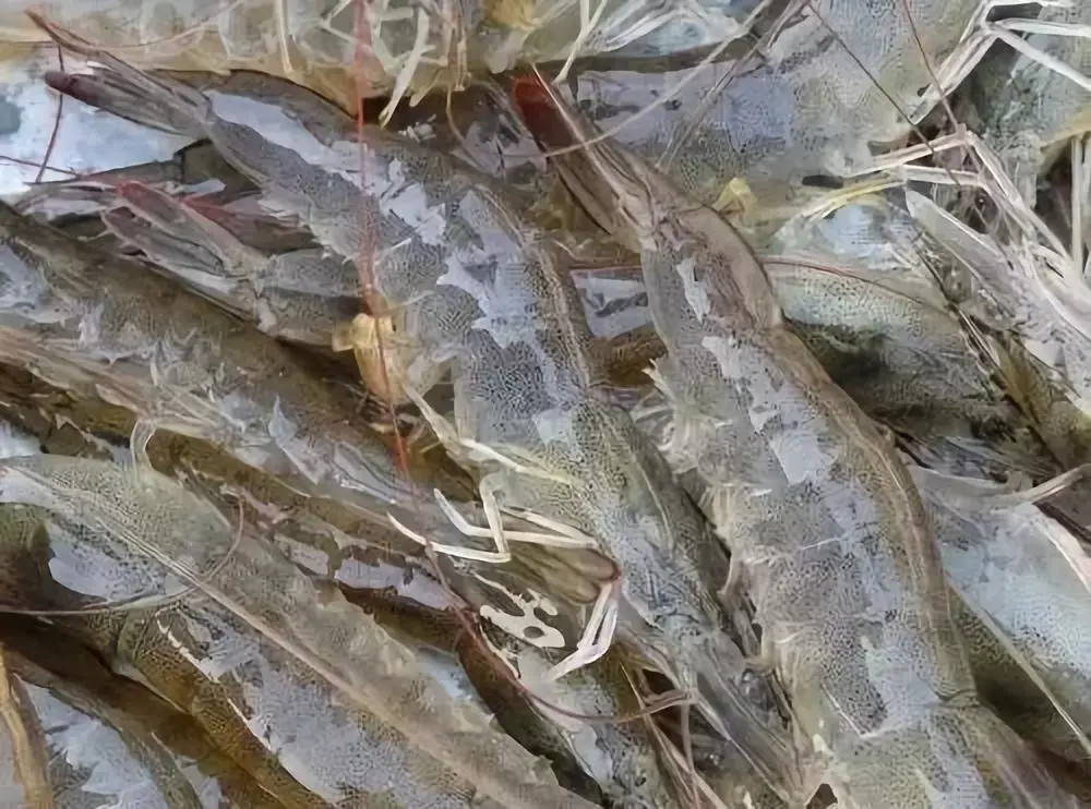 养殖多维对虾技术要求高吗_多维对虾养殖作用_对虾养殖技术多维