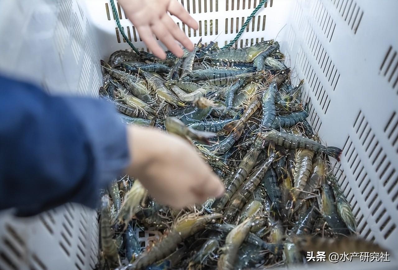 养殖多维对虾技术要求高吗_养殖多维对虾技术怎么样_对虾养殖技术多维
