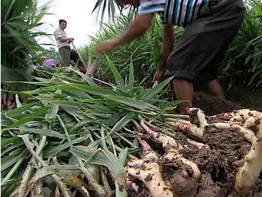 致富种植农业农村部门职责_农村致富新项目种植业_农业农村部种植致富经