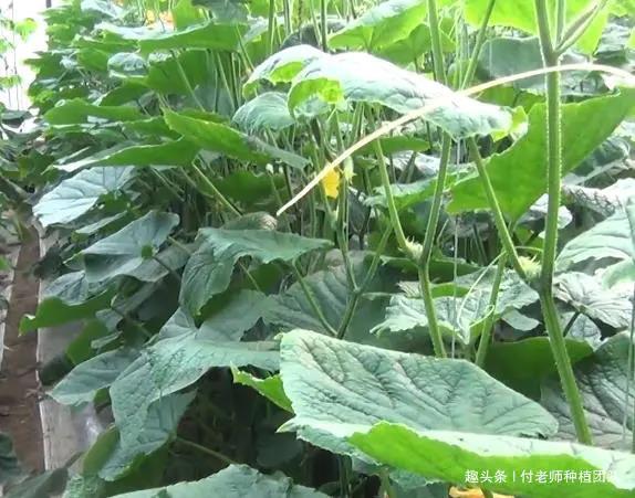 黄瓜不开花不结瓜？别再乱浇水施肥了，快来看看正确的方法