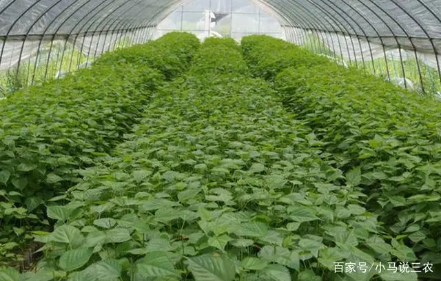 致富经构树养猪视频_致富经构树_构树致富骗局