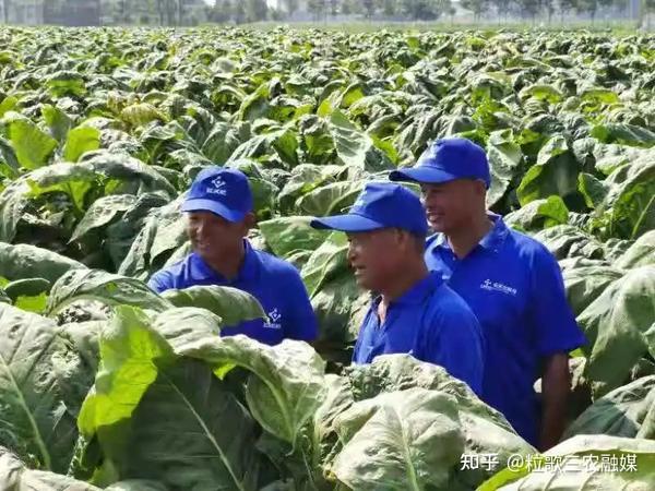致富石榴种植视频_石榴种植效益_致富经种植石榴