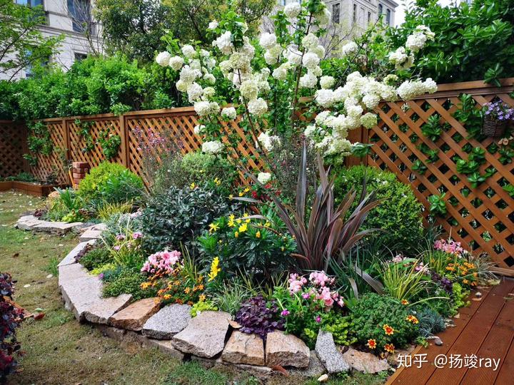 种植树技术香柚技术要求_香柚树种在庭院什么位置好_香柚树的种植技术