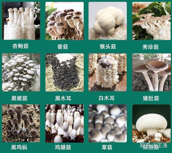 蘑菇视频种植技术大全_蘑菇种植视频大全_大蘑菇怎么种植技术视频