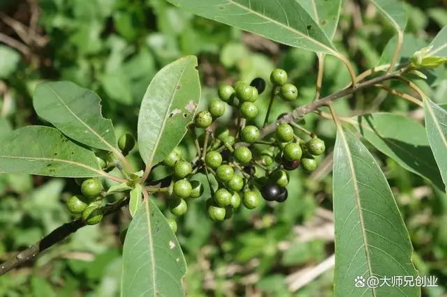 致富经构树种植视频_致富经构树_构树养殖致富故事