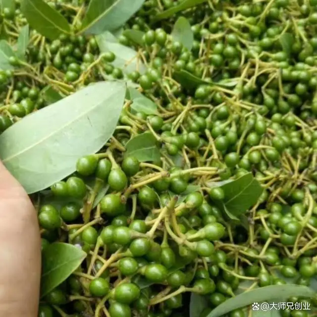 致富经构树_构树养殖致富故事_致富经构树种植视频