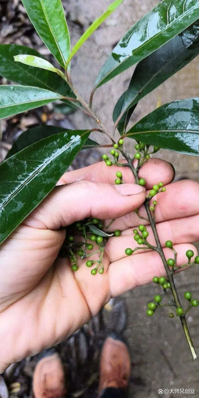 致富经构树_构树养殖致富故事_致富经构树种植视频