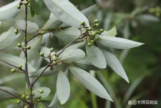 致富经构树_致富经构树种植视频_构树养殖致富故事