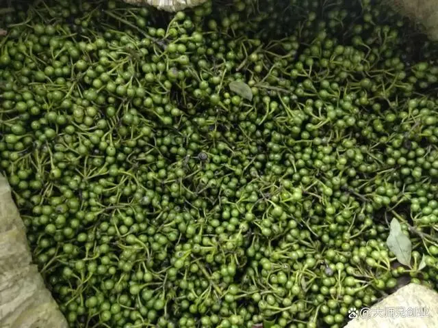 致富经构树_构树养殖致富故事_致富经构树种植视频