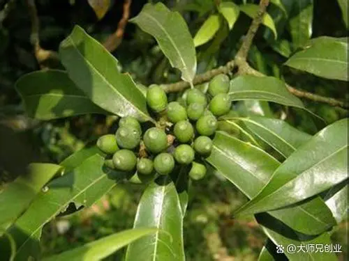 致富经构树_致富经构树种植视频_构树养殖致富故事