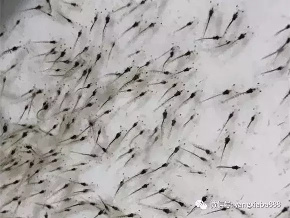 养殖多维对虾技术要点_对虾养殖技术多维_对虾多维在什么时候使用