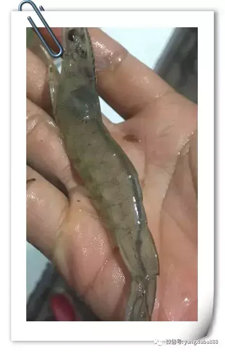 对虾养殖技术多维_养殖多维对虾技术要点_对虾多维在什么时候使用