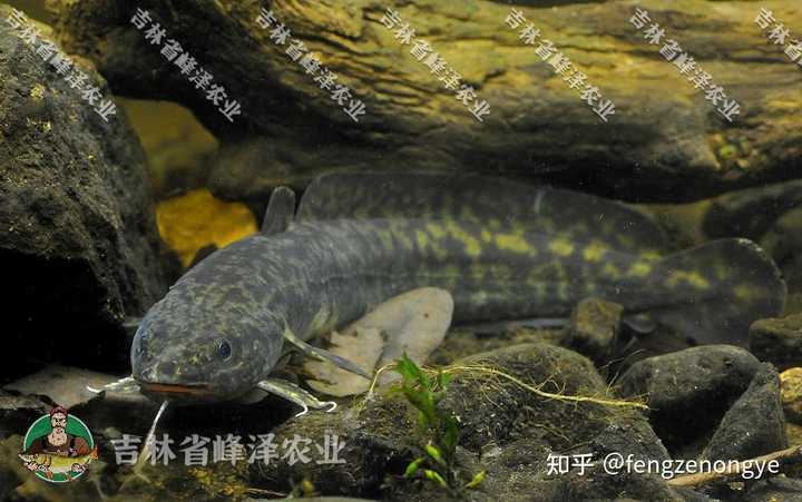 养殖水产关键现代技术是什么_现代水产养殖关键技术_养殖水产关键现代技术有哪些