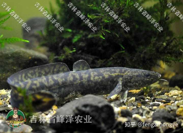 养殖水产关键现代技术有哪些_养殖水产关键现代技术是什么_现代水产养殖关键技术