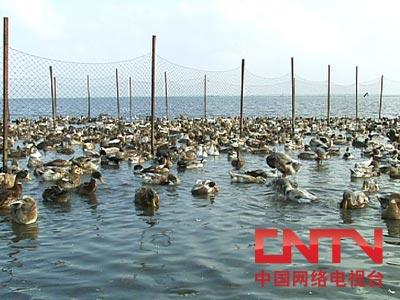 [致富经]鸭子吃海鲜 价格翻一倍(2010.4.29)