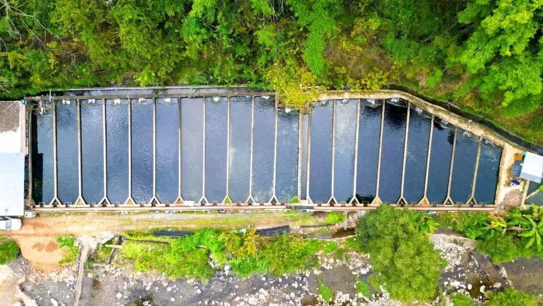 “鲟”出致富路！他用山泉水养鱼，每斤卖到18元左右！
