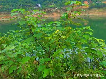 网上盛传的农村恶树，其实不恶，往年贡献大，很多价值你不知道