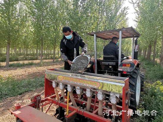 沧州东光：林下特色种植忙 拓宽农民致富路