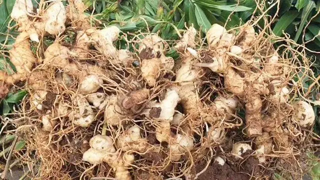 四川黄羊养殖视频_沅陵县黄羊养殖致富事例_黄羊养殖致富经