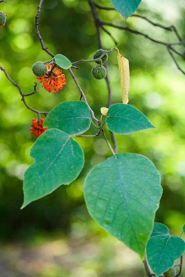 致富经构树_致富经构树种植视频_构树致富经