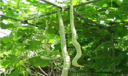 蛇瓜种植时间和方法有什么营养_蛇瓜的种植技术_蛇瓜种植时间及技术要点