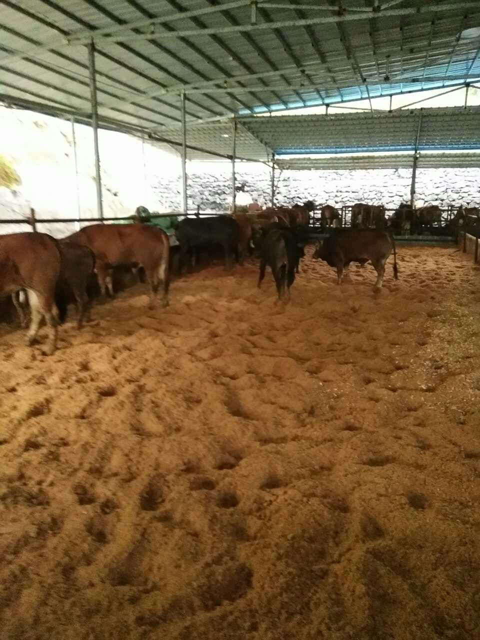 圈羊养殖技术_养殖羊圈技术视频_圈养羊养殖技术