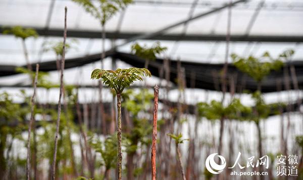 四川种植业_四川农村种植致富好项目_四川致富经种植技术
