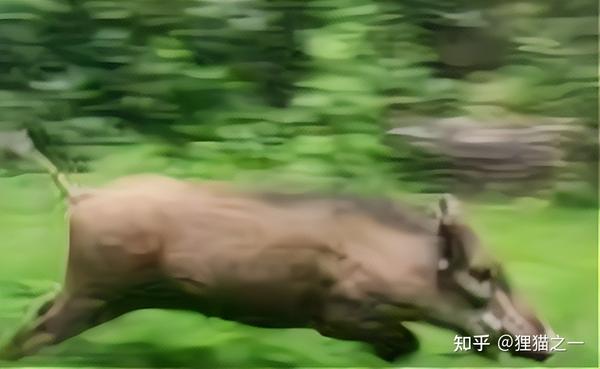 诱捕野猪视频_致富经诱捕野猪_致富野猪诱捕图片