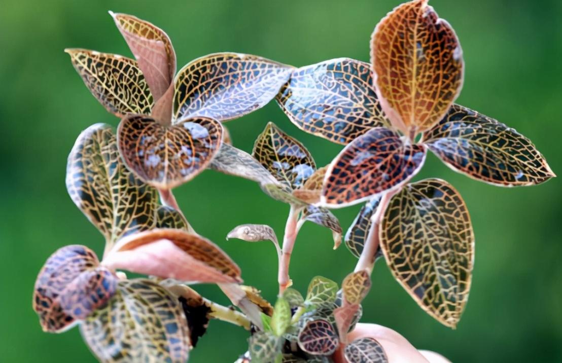 滇信堂金线莲种植的七大技术与方法