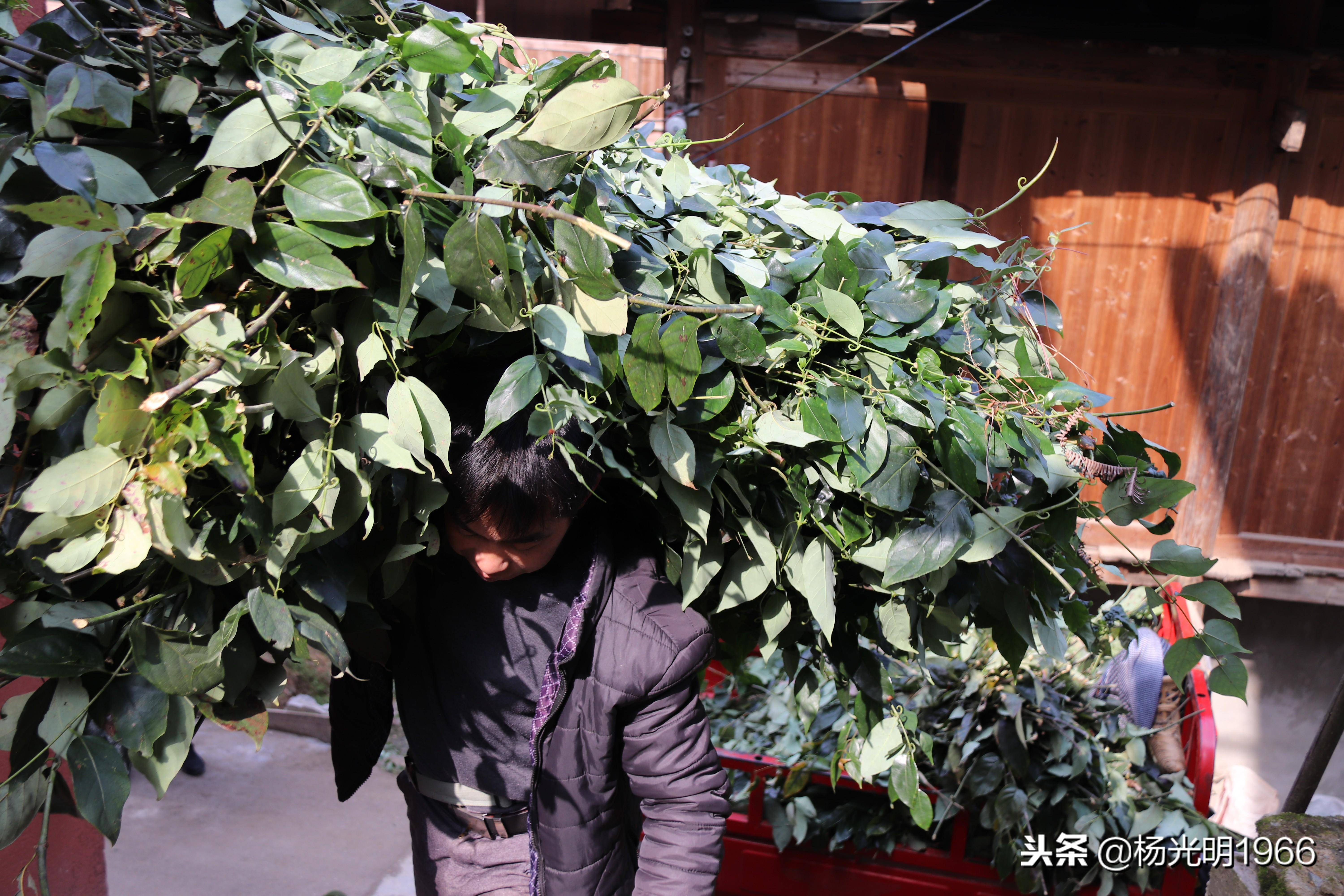 贵州从江：小小钩藤承载着村民脱贫致富的梦想