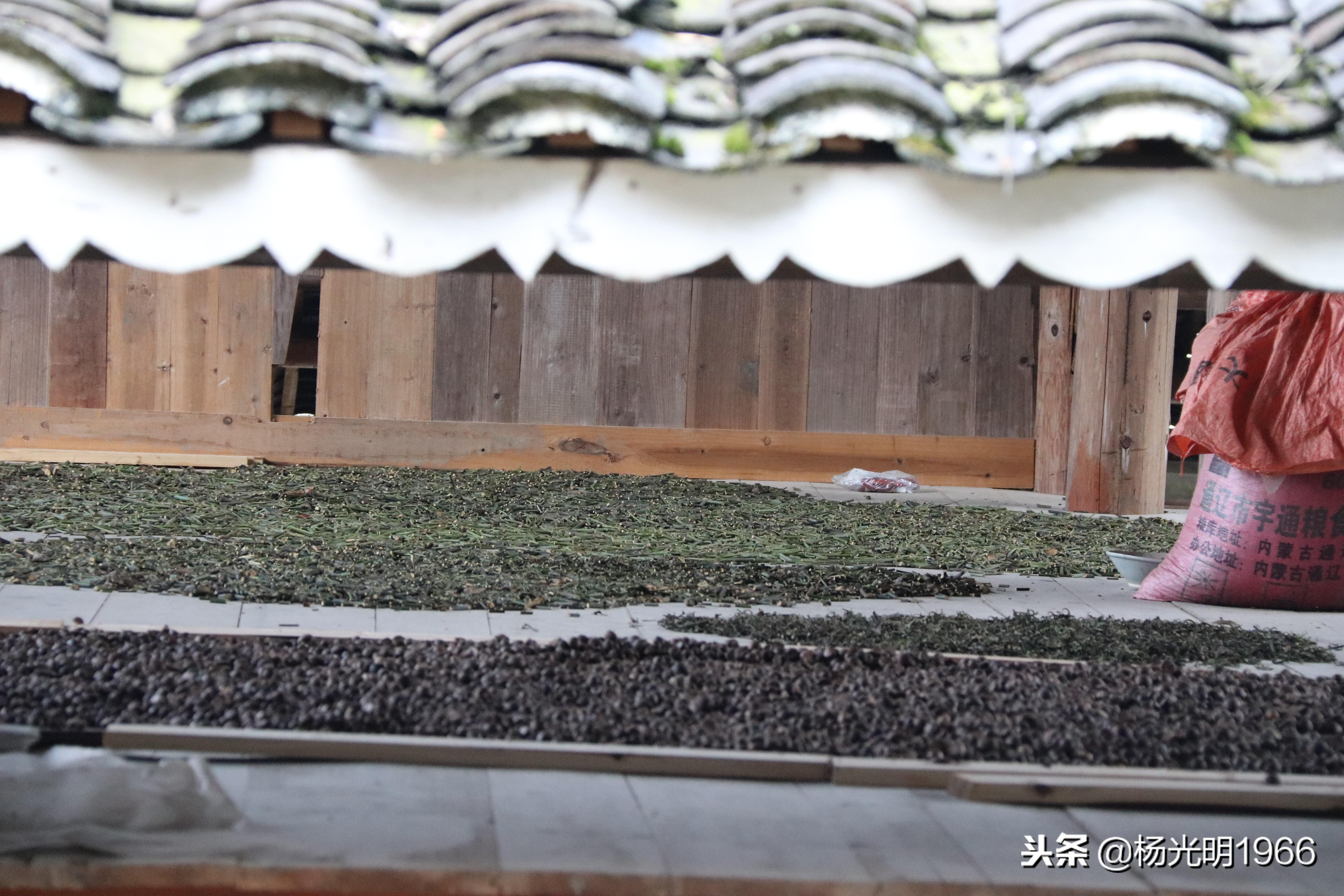 钩藤种植骗局_钩藤种植致富_致富种植钩藤图片