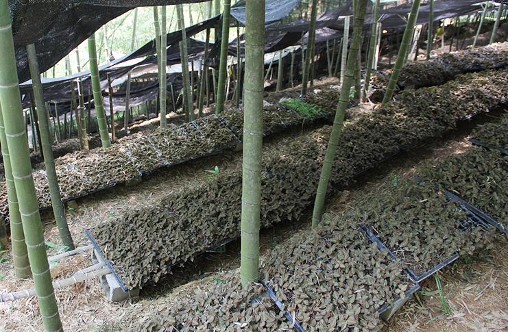 养殖金线莲的功效与作用_家养金线莲_金线莲养殖技术