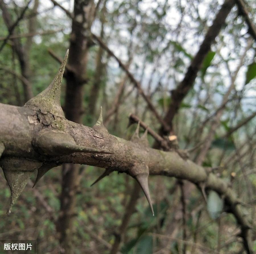 四川农村种植什么赚钱不愁销路_四川种植业什么前景最好_四川致富经种植技术