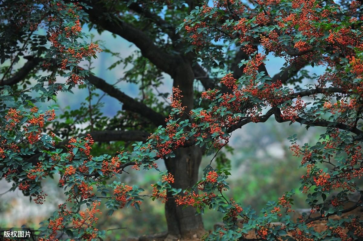 四川种植业什么前景最好_四川致富经种植技术_四川农村种植什么赚钱不愁销路