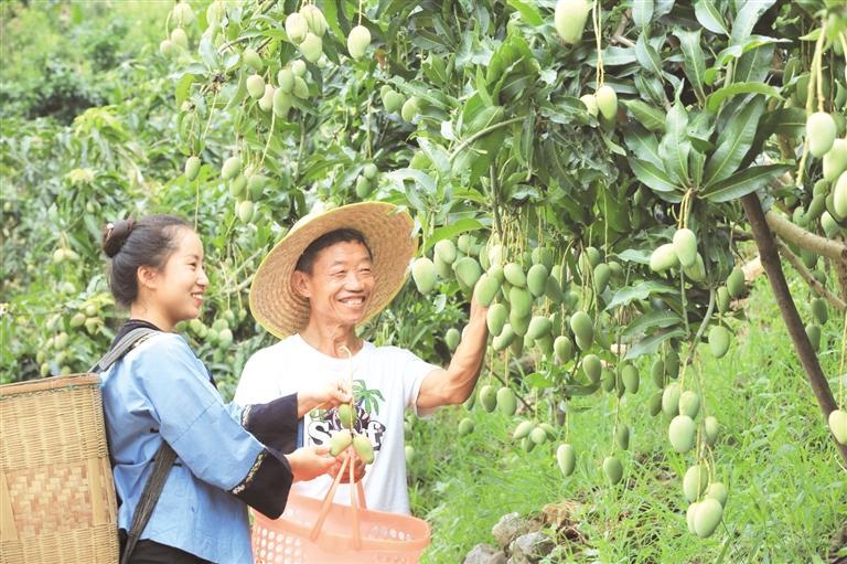 镇宁六马镇致富村芒果丰收。 通讯员 骆鹏飞 摄