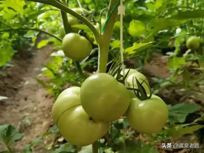 西红柿播种季节种植管理技巧_西红柿的种植方法和季节_西红柿夏季种植技术
