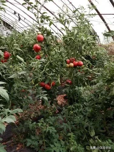 西红柿夏季种植技术_西红柿播种季节种植管理技巧_西红柿的种植方法和季节