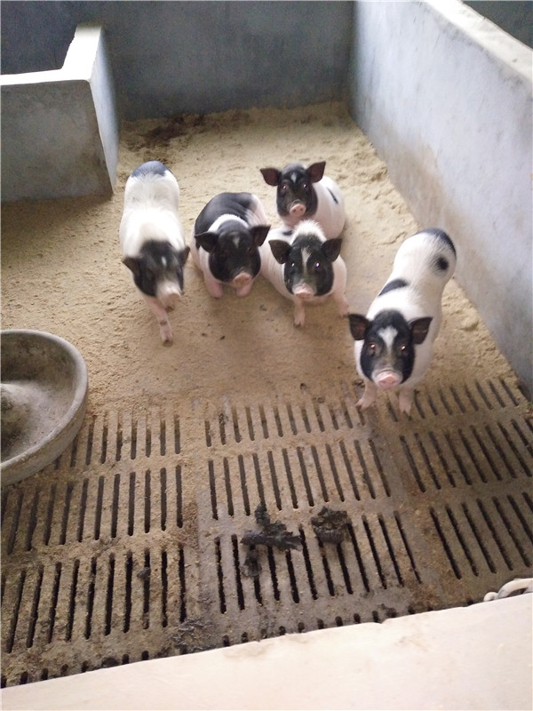 养殖巴马香猪技术视频_2巴马香猪养殖技术_养殖巴马香猪技术与管理