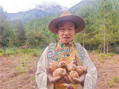 致富种植天麻视频_致富种植天麻图片_种植天麻共致富