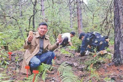 致富种植天麻视频_种植天麻共致富_致富种植天麻图片