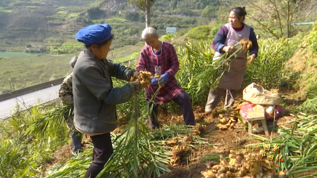 小黄姜种植致富_种植小黄姜的技术和技能_小黄姜种植条件