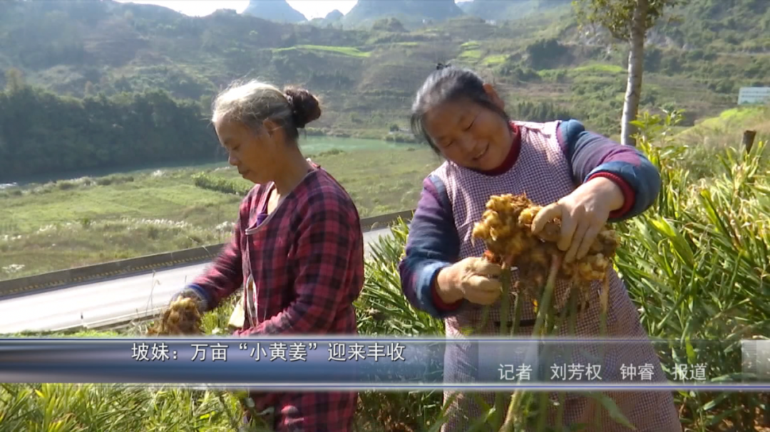 小黄姜种植致富_种植小黄姜的技术和技能_小黄姜种植条件